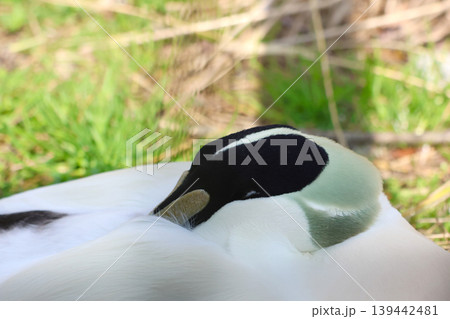 Close-up of a sleeping swan with distinctive black and white plumage resting on green grass in a natural outdoor setting Close-up of a sleeping swan with distinctive black and white plumage resting on green grass in a natural outdoor setting 139442481