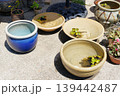 屋外に並ぶ陶器の水鉢と水草 139442487
