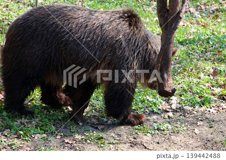 Brown bear walking through a forested area with green grass and fallen leaves, showcasing its thick fur and strong build in a natural habitat Brown bear walking through a forested area with green grass and fallen leaves, showcasing its thick fur and strong build in a natural habitat 139442488