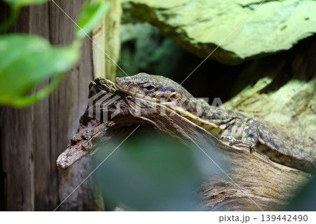 Close-up of a lizard resting on a wooden log surrounded by green foliage in a naturalistic habitat setting, showcasing its textured skin and vibrant colors Close-up of a lizard resting on a wooden log surrounded by green foliage in a naturalistic habitat setting, showcasing its textured skin and vibrant colors 139442490