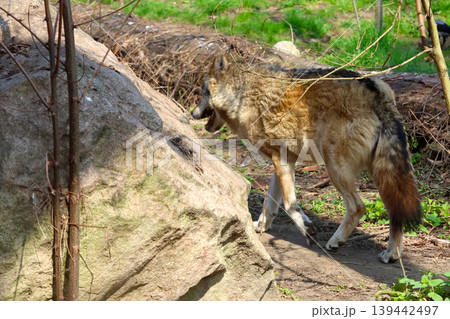 Gray wolf walking near a large rock in a natural habitat with green grass and scattered branches in the background under bright sunlight 139442497