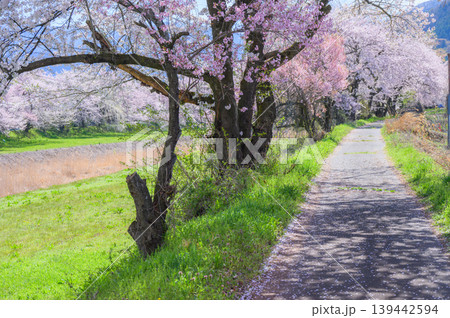 鮎川の桜並木【須坂市】 鮎川の桜並木【須坂市】 139442594
