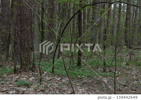 Forest floor with green plants and trees in spring.  139442649