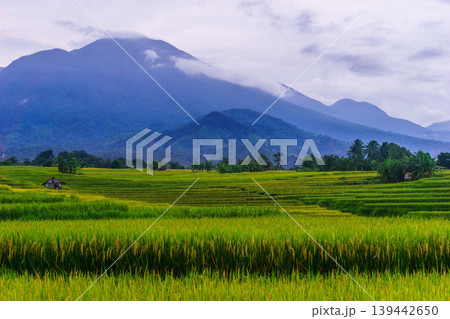The natural beauty of the Indonesian mountains with beautiful tropical forests at sunrise The natural beauty of the Indonesian mountains with beautiful tropical forests at sunrise 139442650