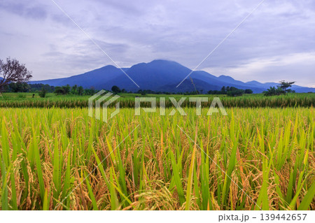 The natural beauty of the Indonesian mountains with beautiful tropical forests at sunrise 139442657