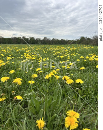 flower dandelion meadow lawn plant yellow green flower dandelion meadow lawn plant yellow green 139442705