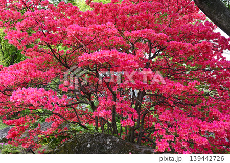 箱根　強羅公園の景色 139442726