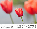 可憐な赤いチューリップ 139442778