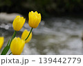 川辺に咲く黄色いチューリップ 139442779
