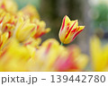 黄色と赤のまだら模様のチューリップ 139442780