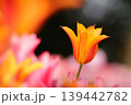 百合咲きのオレンジ色のチューリップ 139442782