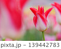 雨の日の赤と白の百合咲きチューリップ 139442783