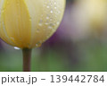 水滴をまとった薄黄色のチューリップ 139442784