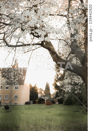Spring flowers cherry garden background white nature Spring flowers cherry garden background white nature 139442920