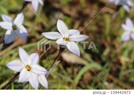 春の野原に咲く白い花びらに紫色の筋模様のある花韮の花 139442973