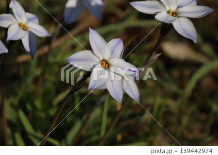 春の野原に咲く白い花びらに紫色の筋模様のある花韮の花 春の野原に咲く白い花びらに紫色の筋模様のある花韮の花 139442974