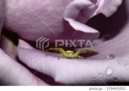 A crab spider species close up on pink rose being defensive A crab spider species close up on pink rose being defensive 139443001