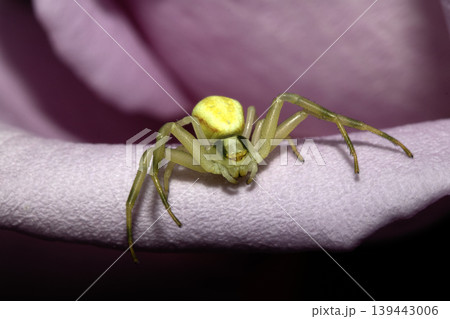 A crab spider species close up on pink rose being defensive A crab spider species close up on pink rose being defensive 139443006
