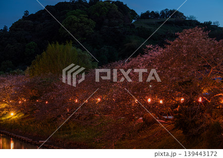 牧之原市の勝間田川沿いに咲く桜の風景(静岡県) 牧之原市の勝間田川沿いに咲く桜の風景(静岡県) 139443172