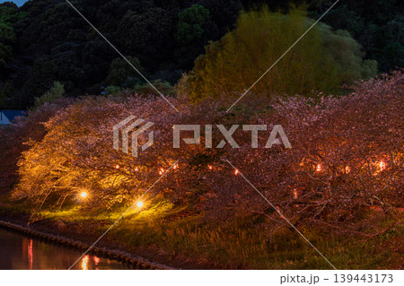牧之原市の勝間田川沿いに咲く桜の風景(静岡県) 牧之原市の勝間田川沿いに咲く桜の風景(静岡県) 139443173