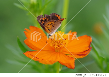 キバナコスモスの蜜を吸うベニシジミ 139443174