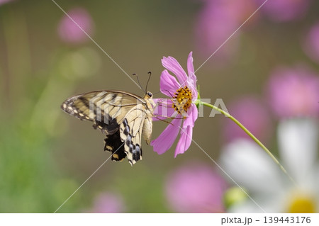 コスモスの蜜を吸うアゲハチョウ コスモスの蜜を吸うアゲハチョウ 139443176