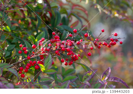 Red ripe berries on a branch in a blurred garden background. Nandina domestica in January. Natural berry red background. 139443203