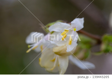 macro closeup beautiful white yellow blooming Lonicera fragrantissima, winter honeysuckle sweet breath spring January, jasmine flower branch a climbing plant macro closeup beautiful white yellow blooming Lonicera fragrantissima, winter honeysuckle sweet breath spring January, jasmine flower branch a climbing plant 139443205