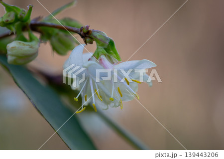 macro closeup beautiful white yellow blooming Lonicera fragrantissima, winter honeysuckle sweet breath spring January, jasmine flower branch a climbing plant macro closeup beautiful white yellow blooming Lonicera fragrantissima, winter honeysuckle sweet breath spring January, jasmine flower branch a climbing plant 139443206