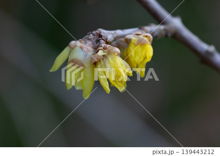 Chimonanthus praecox blooming in the park. A delicate yellow flower on a branch blooms in winter, close-up. Chimonanthus praecox blooming in the park. A delicate yellow flower on a branch blooms in winter, close-up. 139443212