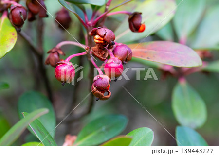 Red Strawberry Guava (Psidium littorale longipes, Psidium cattleianum, Peruvian guava), fruits. Light red berries on a branch bloom in winter, close-up. 139443227