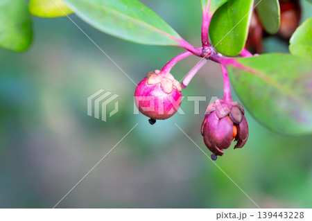 Red Strawberry Guava (Psidium littorale longipes, Psidium cattleianum, Peruvian guava), fruits. Light red berries on a branch bloom in winter, close-up. Red Strawberry Guava (Psidium littorale longipes, Psidium cattleianum, Peruvian guava), fruits. Light red berries on a branch bloom in winter, close-up. 139443228