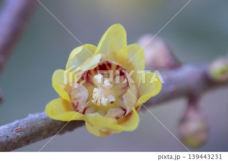 Chimonanthus praecox blooming in the park. A delicate yellow flower on a branch blooms in winter, close-up. Chimonanthus praecox blooming in the park. A delicate yellow flower on a branch blooms in winter, close-up. 139443231