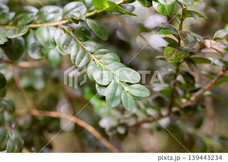 Fresh green buxus sempervirens leaves. Close-up of evergreen bush boxwood in the nature. Concept: Greenery, natural pattern, nature texture Fresh green buxus sempervirens leaves. Close-up of evergreen bush boxwood in the nature. Concept: Greenery, natural pattern, nature texture 139443234