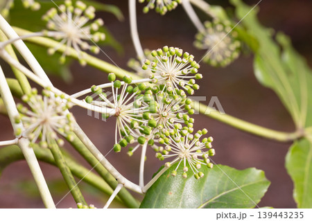 Fatsia japonica fruit under the sunlight. Small green round fruits on a branch in the garden, close-up. Fatsia japonica fruit under the sunlight. Small green round fruits on a branch in the garden, close-up. 139443235