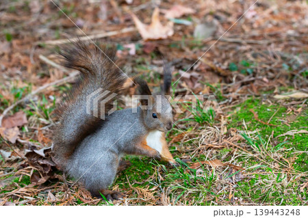 Squirrel in autumn park forest. Squirrel with nuts in autumn forest park scene. Autumn squirrel portrait, beautiful little red squirrel on an autumn day Squirrel in autumn park forest. Squirrel with nuts in autumn forest park scene. Autumn squirrel portrait, beautiful little red squirrel on an autumn day 139443248