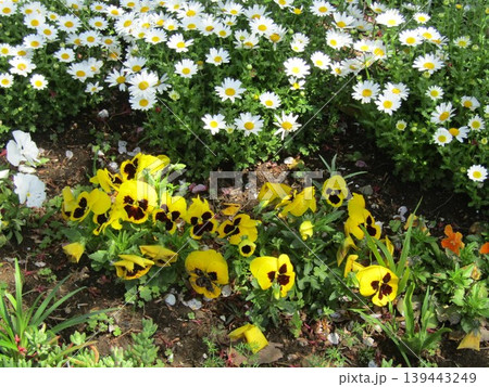 こじま花の会花畑のビオラの黄色い花とノースポールの白い花 こじま花の会花畑のビオラの黄色い花とノースポールの白い花 139443249
