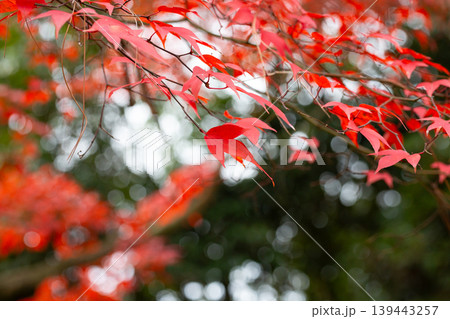 Vibrant Japanese maple leaves burst in fiery reds and oranges, showcasing stunning autumn foliage. A breathtaking natural spectacle of the fall season in Japan 139443257