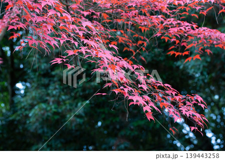 Vibrant Japanese maple leaves burst in fiery reds and oranges, showcasing stunning autumn foliage. A breathtaking natural spectacle of the fall season in Japan Vibrant Japanese maple leaves burst in fiery reds and oranges, showcasing stunning autumn foliage. A breathtaking natural spectacle of the fall season in Japan 139443258