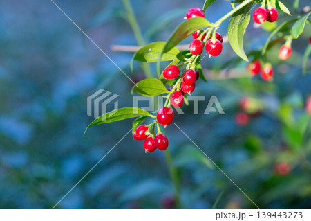 Sarcococca ruscifolia branch close up with red berries Sarcococca ruscifolia branch close up with red berries 139443273