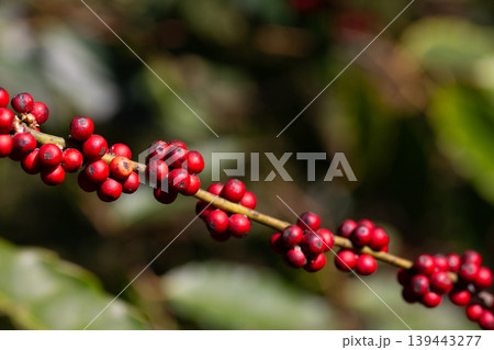 Close-up of ripe red holly berries, Ilex crenata Thunb. cv. Convexa. 139443277