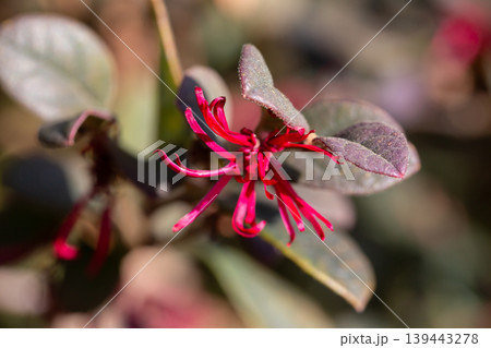 close-up of a pink fringe flower (Loropetalum chinense) close-up of a pink fringe flower (Loropetalum chinense) 139443278