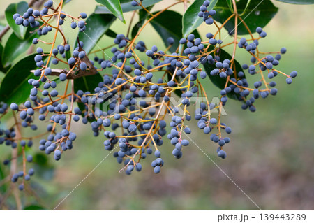 Close-up of ripe blue berries of Ligustrum lucidum on a branch, soft focus. Close-up of ripe blue berries of Ligustrum lucidum on a branch, soft focus. 139443289