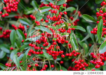 Red berries and green leaves of the pyracantha shrub. Close-up of ripe scarlet fruits of Pyracantha crenatoserrata in the garden. Natural berry background. Red berries and green leaves of the pyracantha shrub. Close-up of ripe scarlet fruits of Pyracantha crenatoserrata in the garden. Natural berry background. 139443303