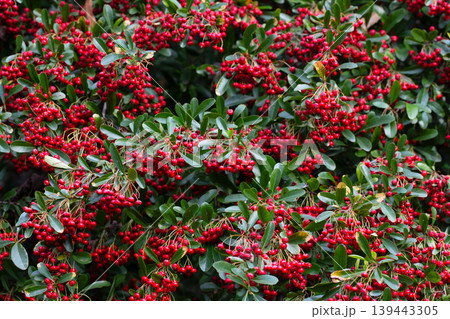 the red berries and green leaves of pyracantha shrub. Ripe scarlet fruits of Pyracantha crenatoserrata on a branch in January, selective focus. the red berries and green leaves of pyracantha shrub. Ripe scarlet fruits of Pyracantha crenatoserrata on a branch in January, selective focus. 139443305