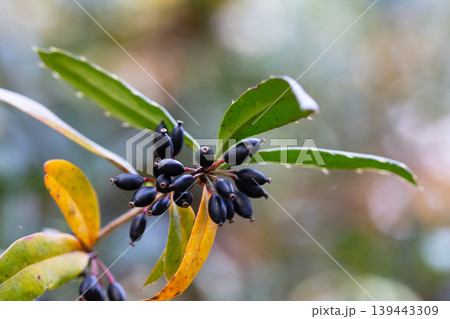 Close-up of black berries on a Berberis soulieana barberry bush with narrow evergreen leaves. A spreading, open-work shrub in the winter arboretum of the Sirius Park of Southern Cultures (Adler 139443309