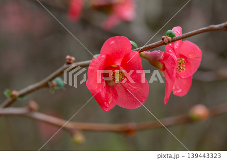 Detail of pretty pink flowers of a Japanese quince Chaenomeles japonica covered in raindrops Detail of pretty pink flowers of a Japanese quince Chaenomeles japonica covered in raindrops 139443323