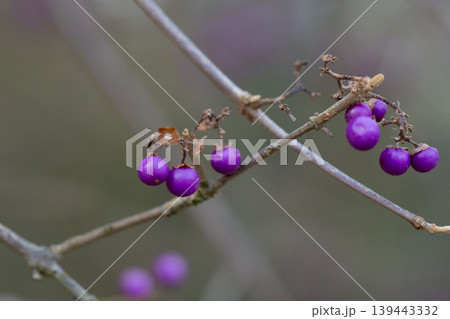 purple berries of callicarapa americana beautyberry selective focus purple berries of callicarapa americana beautyberry selective focus 139443332