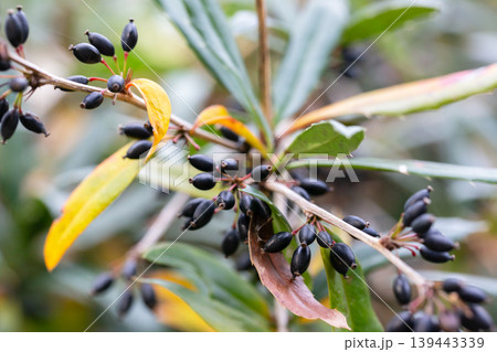 Close-up of black berries on a Berberis soulieana barberry bush with narrow evergreen leaves. A spreading, open-work shrub in the winter arboretum of the Sirius Park of Southern Cultures (Adler Close-up of black berries on a Berberis soulieana barberry bush with narrow evergreen leaves. A spreading, open-work shrub in the winter arboretum of the Sirius Park of Southern Cultures (Adler 139443339