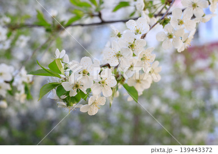 Delicate white cherry tree blossoms on a branch in spring Delicate white cherry tree blossoms on a branch in spring 139443372